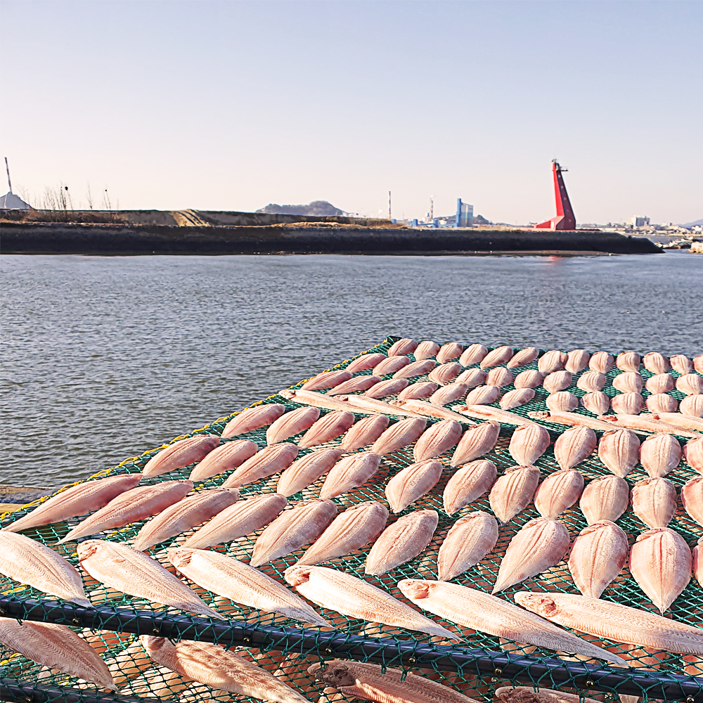 군산 반건조 박대 서대 생선 구이 제수용 특산물 말린 생선